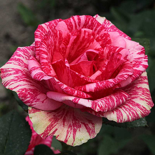 Роза чайно-гибридная Пинк Интуишн Садовита