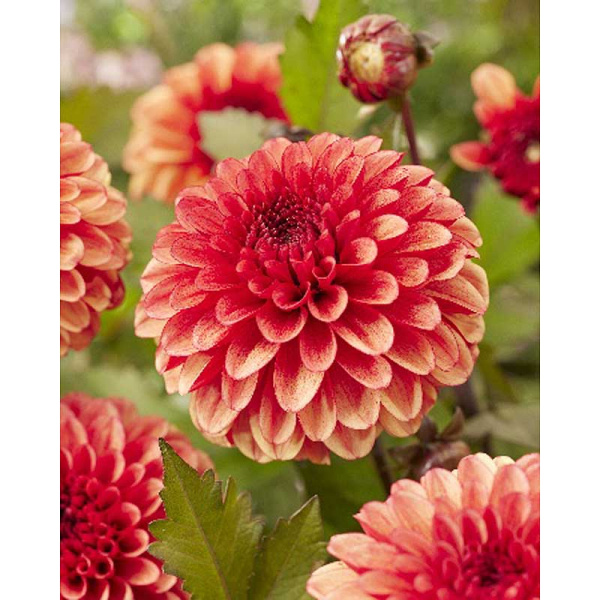 Георгина Мария Стрелла I 1 шт