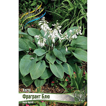 Хоста Фрагрант Блю 1 n 1 шт