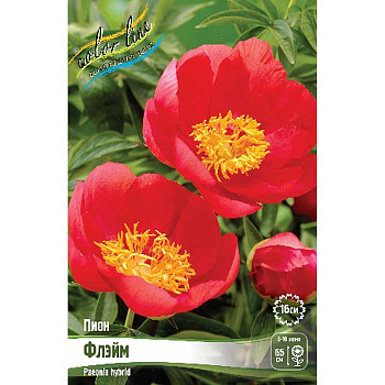 Пион Флэйм 2/3 n 1 шт