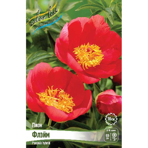 Пион Флэйм 2/3 n 1 шт