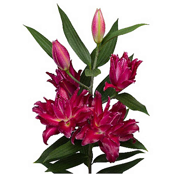 Лилия Амарна 14/16 3 шт 