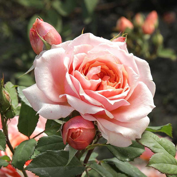 Роза шраб Уильям Кристи Садовита