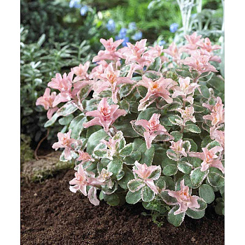 11149 Биг-Пак Очиток Пинки I 25 шт 