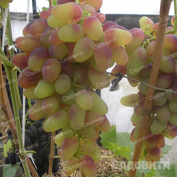 Виноград Арочный ранний Садовита