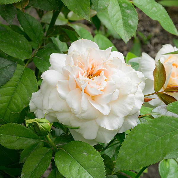 Роза Флорибунда Лионс Роуз Садовита