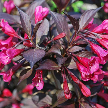 Вейгела Александра Р9 ,шт Садовита