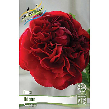 Пион Карол 2/3 n 10 шт Биг-пак 7974 