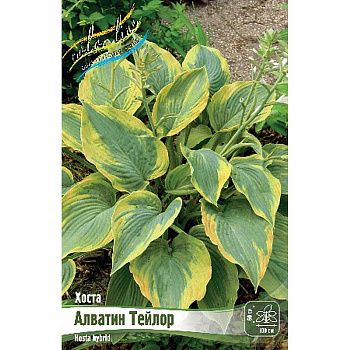 Хоста Алватин Тейлор 1 n 2 шт