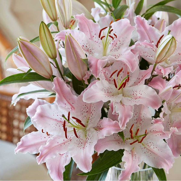 Лилия Виртуозо 12/14 5 шт