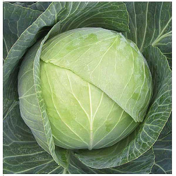 Капуста Атрия 2500шт Маринда/Seminis