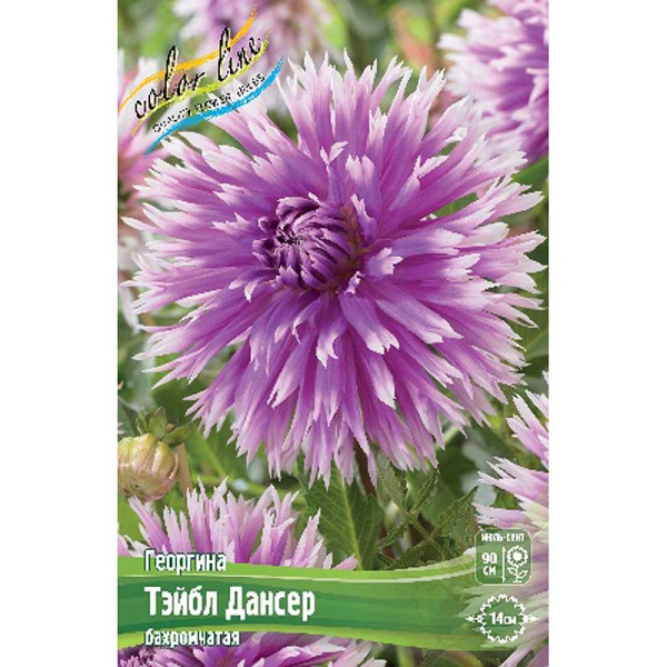 Георгина Тэйбл Дансер I 1 шт