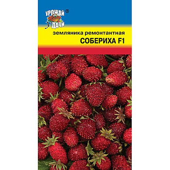 Земляника Собериха ремонтантная Урожай у дачи Ц Земляника Собериха ремонтантная Урожай у дачи Ц