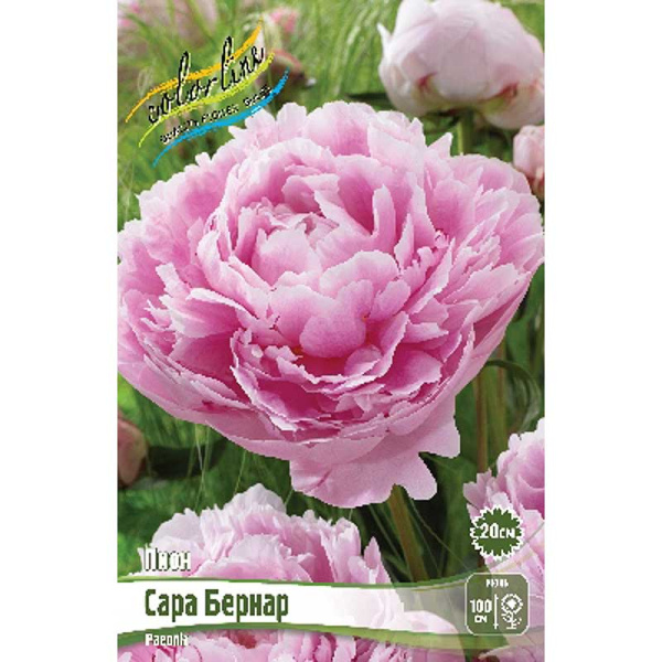 Пион Сара Бернар 5/8 n 1 шт 