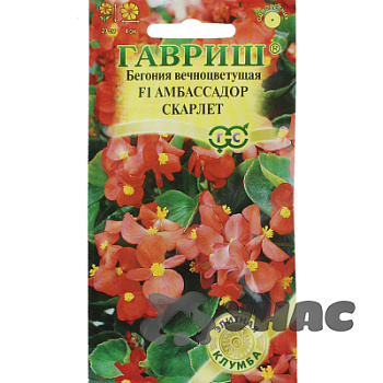 КОМ Бегония Амбасадор Скарлет Гавриш Ц 