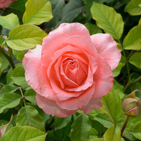 Роза флорибунда Корал Желе Садовита