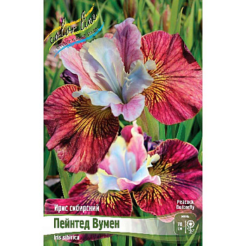 Ирис Сибирский Пейнтед Вумен I 1 шт