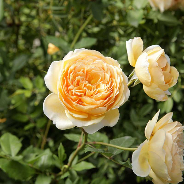 Роза шраб (английская) Голден Селебрейшн Садовита