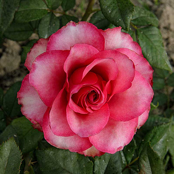 Роза чайно-гибридная Дип Вотер Садовита