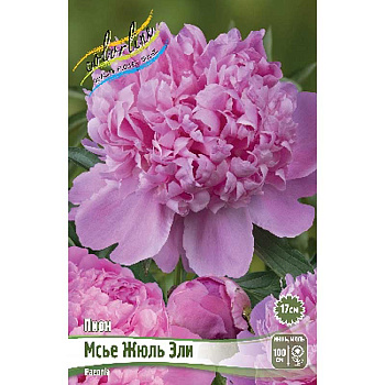 Пион Мсье Жюль Эли 2/3 n 25 шт Биг-Пак 2121 