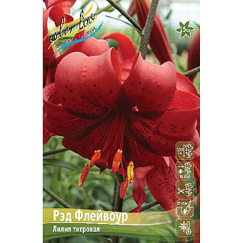 Лилия Рэд Флейвоур 12/14 25 шт Биг-пак 11232