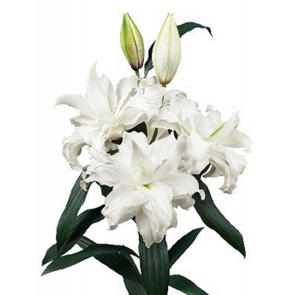 4499 Биг-Пак Лилия Roselily Рамона 12/14 25 шт