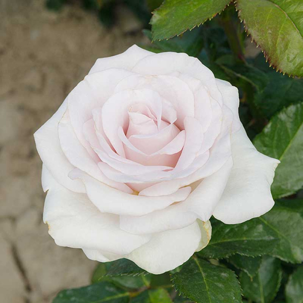 Роза чайно-гибридная Баунти Вей Садовита