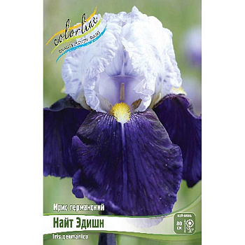 Ирис Германский Найт Эдишн I 1 шт 