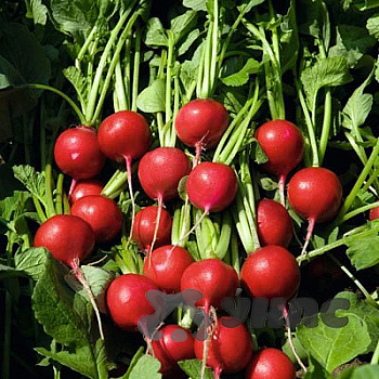 Редис Регге (Нидерланды) Каприс