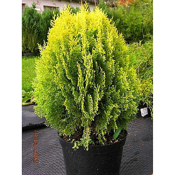 Туя Западная Ауреа Нана P9 20-25