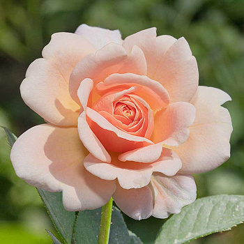 Роза шраб Литтл Будда Садовита