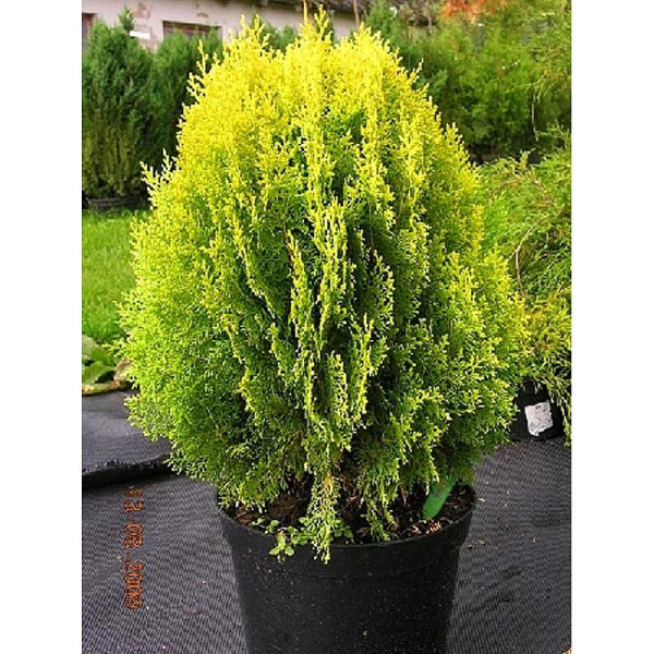 Туя Западная Ауреа Нана P9 20-25