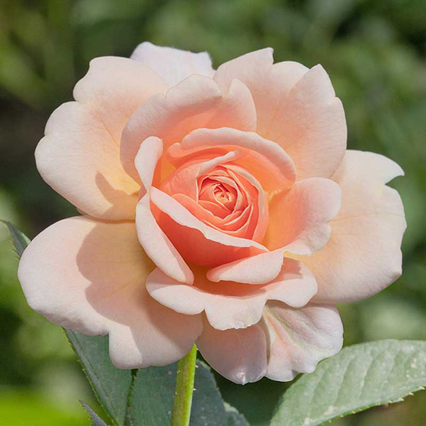 Роза шраб Литтл Будда Садовита