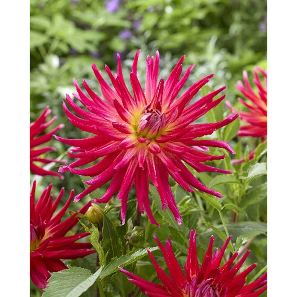 Георгина Бора Бора I 1 шт