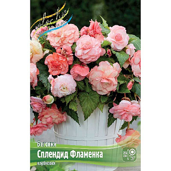 Бегония Сплендид Фламенка 5/6 50 шт Шоу-бокс 7710