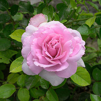 Роза Флорибунда Лав Сонг Садовита