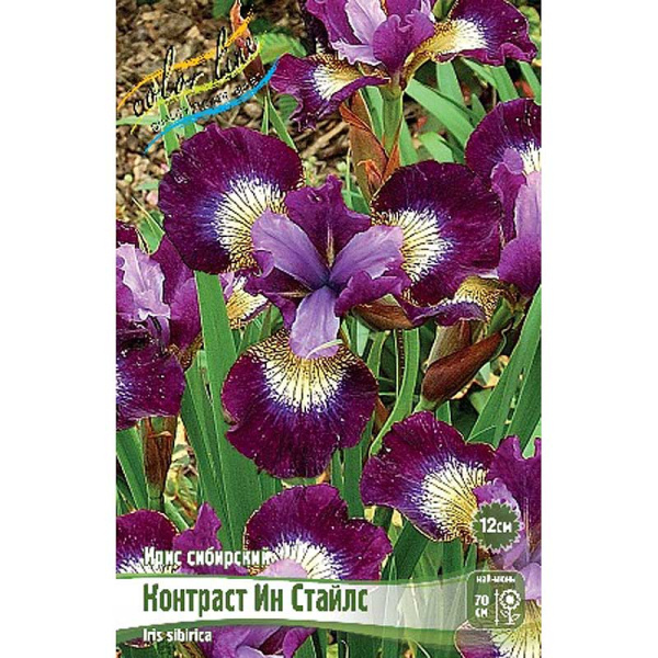 Ирис Сибирский Контраст Ин Стайлс I 1 шт