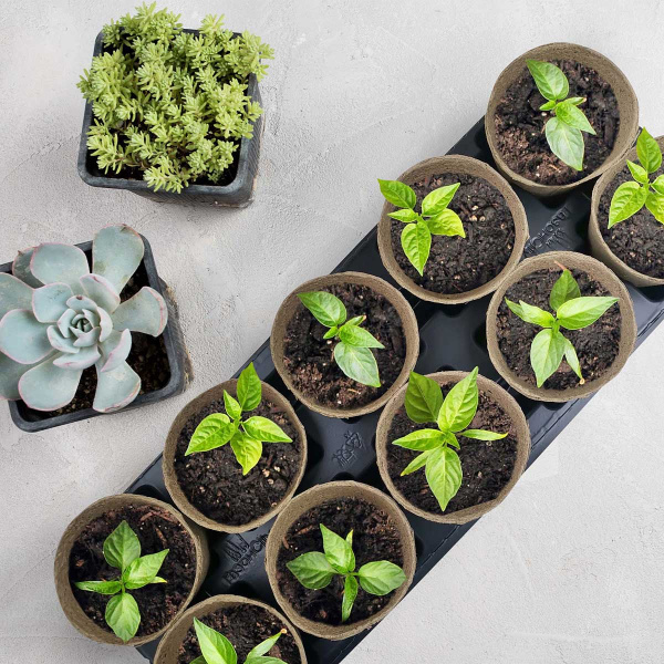 Набор "9помидоров+1огурец" 110*100 10шт в подставке ГС 