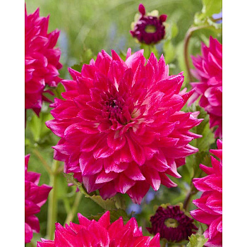 Георгина Диамонд Дебютант I 1 шт