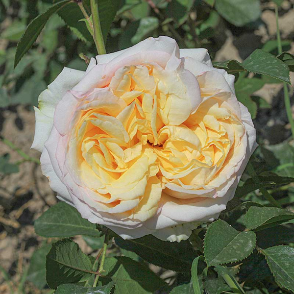 Роза шраб (английская) Пилигрим Садовита