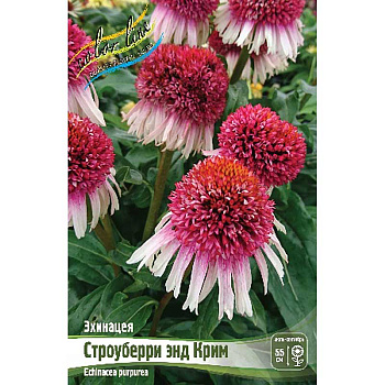16398 Биг-Пак Эхинацея Строуберри Энд Крим I 25 шт 