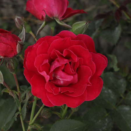 Роза канадская (плетистая) Фронтенак Садовита