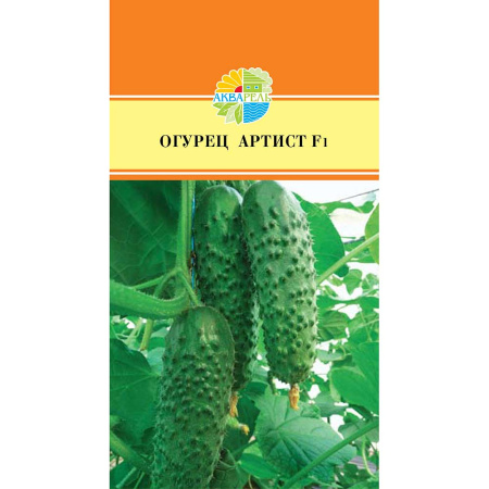 Огурец Артист Маринда/Акварель