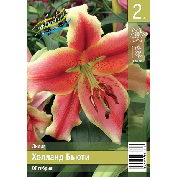 Лилия Холланд Бьюти 12/14 2 Эконом шт 