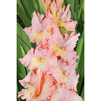 Гладиолус На Сопках Маньчжурии 8/10 5 шт, Садовита 