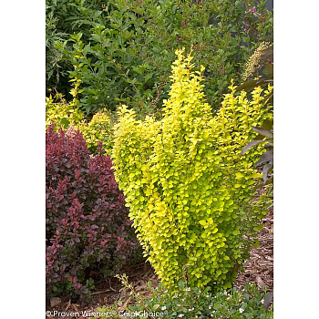 Барбарис Тунберга Голден Пиллар P9