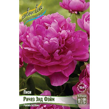 Пион Ричез Энд Фэйм 2/3 n 1 шт