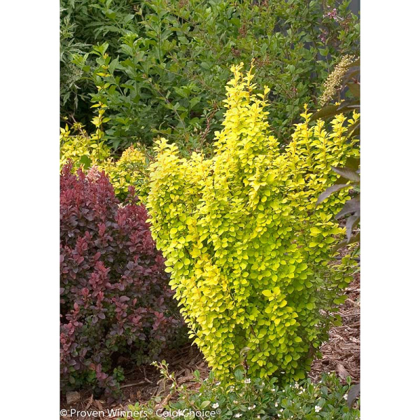 Барбарис Тунберга Голден Пиллар P9