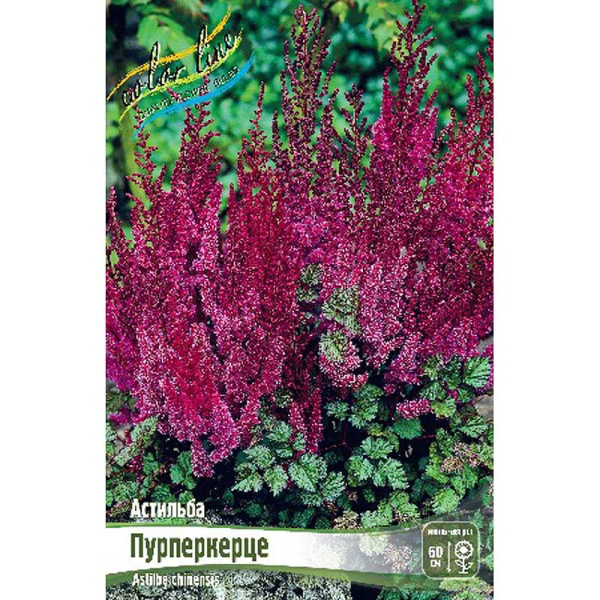 Астильба Пурперкерце 2/3 n 25 шт Биг-пак 1665