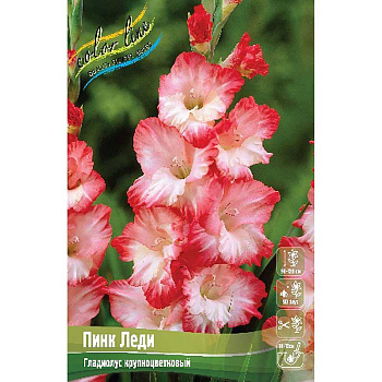 Гладиолус Пинк Леди 10/12 100 шт Шоу-Бокс 165